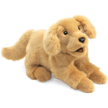Golden Retriever Puppy